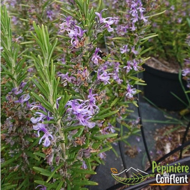 ROSMARINUS officinalis