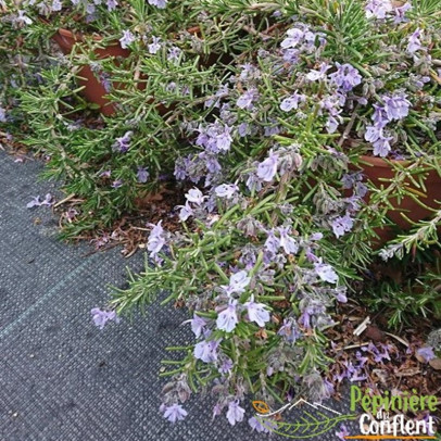 ROSMARINUS officinalis Repens