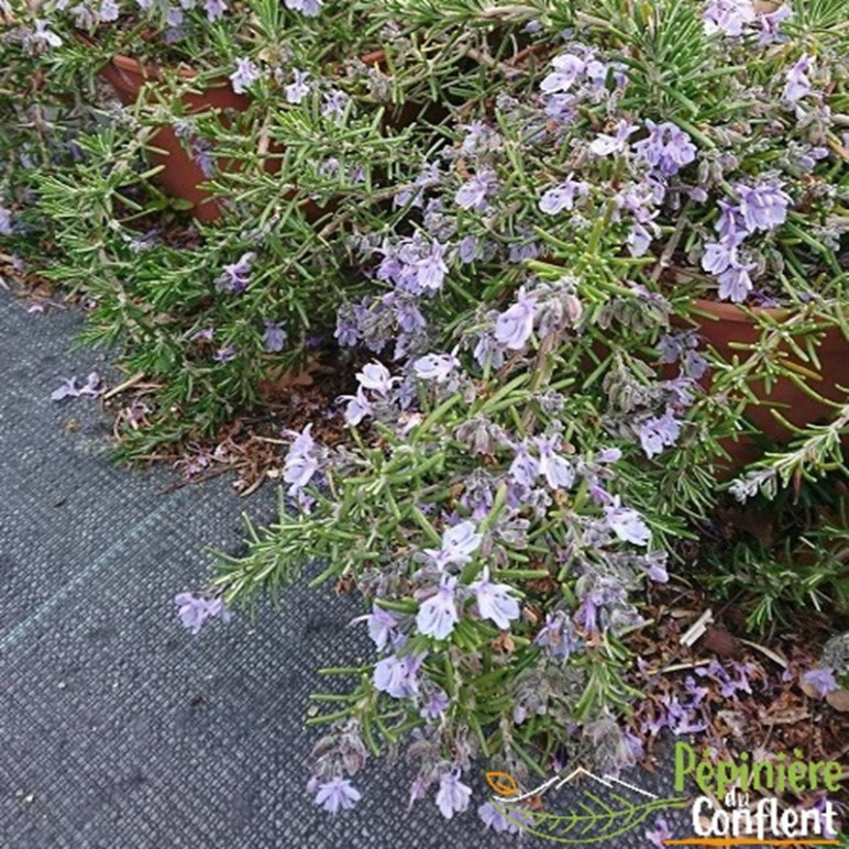 ROSMARINUS officinalis Repens