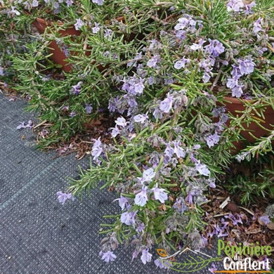ROSMARINUS officinalis Repens