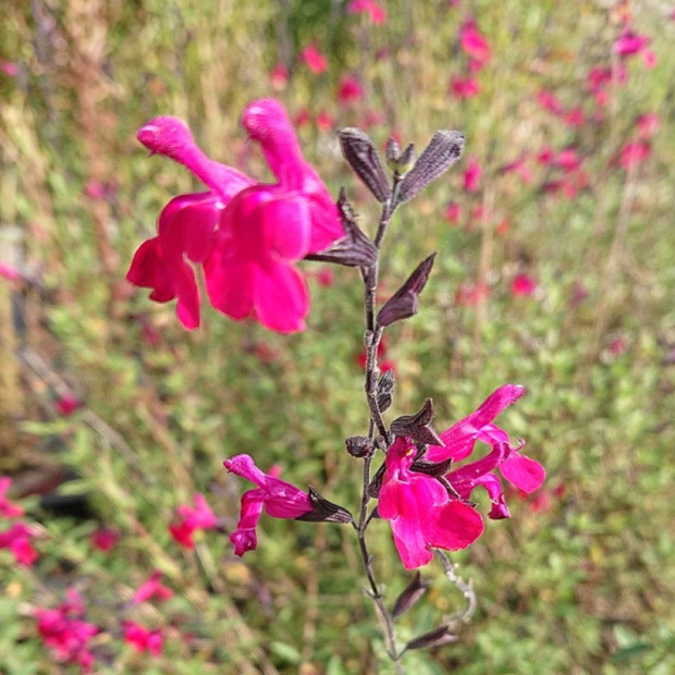 SALVIA microphylla Bordeaux