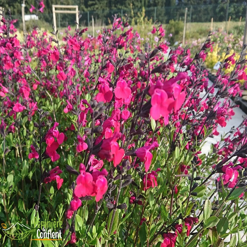 SALVIA microphylla Bordeaux