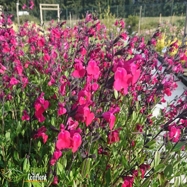 SALVIA microphylla Bordeaux