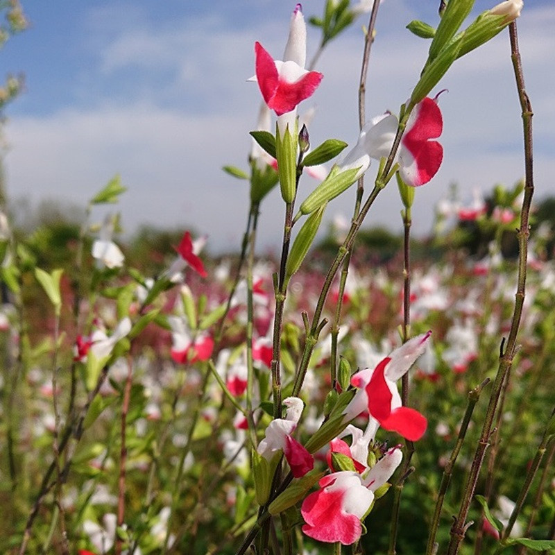 SALVIA microphylla Hot lips