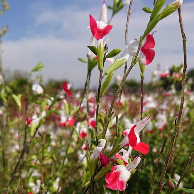 SALVIA microphylla Hot lips