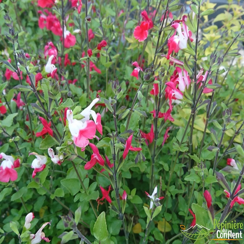 SALVIA microphylla Hot lips