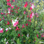 SALVIA microphylla Hot lips