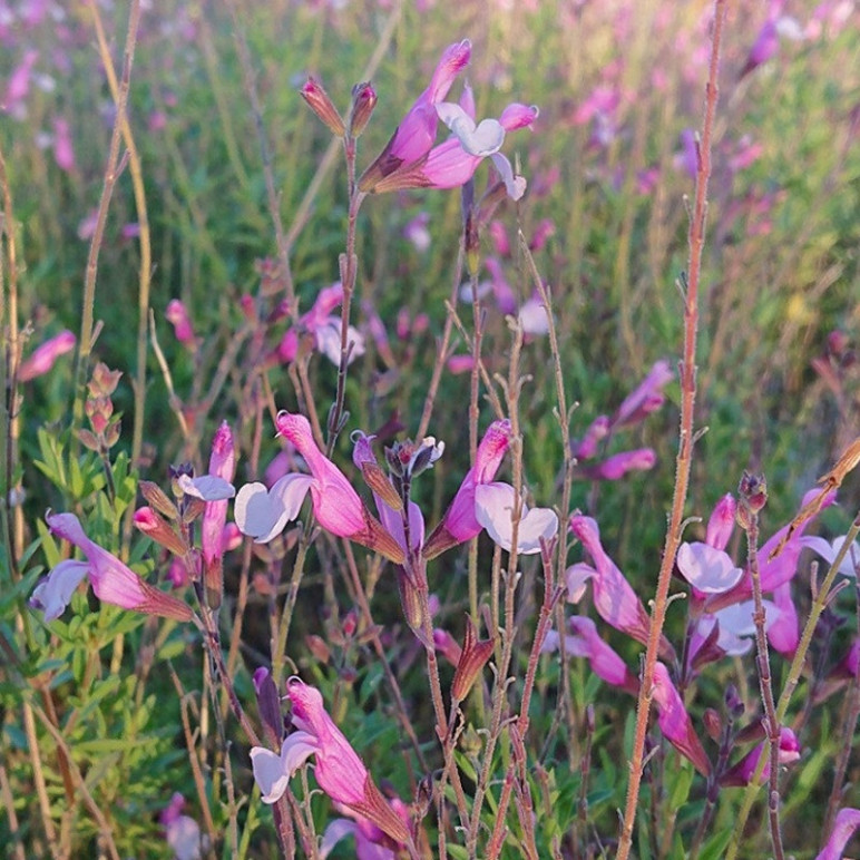 SALVIA greiggii Joy