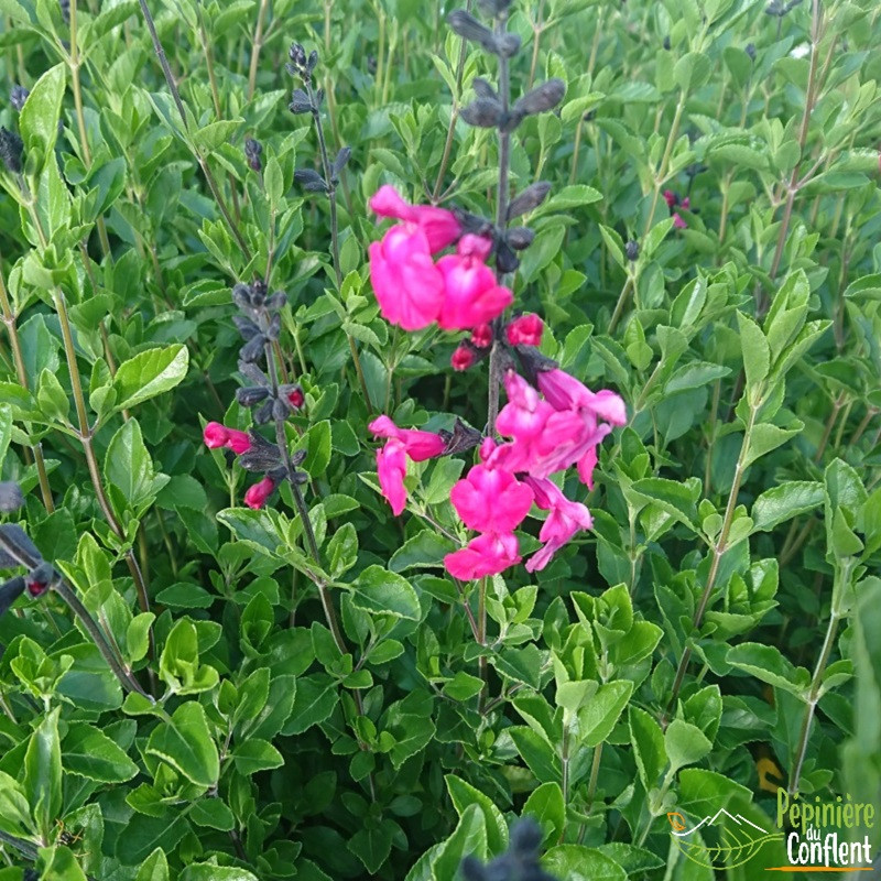 SALVIA microphylla Pink blush SALVIA microphylla Pink blush