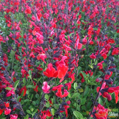 SALVIA microphylla Royal bumble