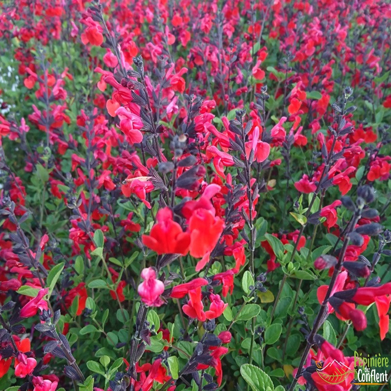 SALVIA microphylla Royal bumble SALVIA microphylla Royal bumble