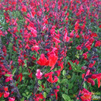 SALVIA microphylla Royal bumble SALVIA microphylla Royal bumble