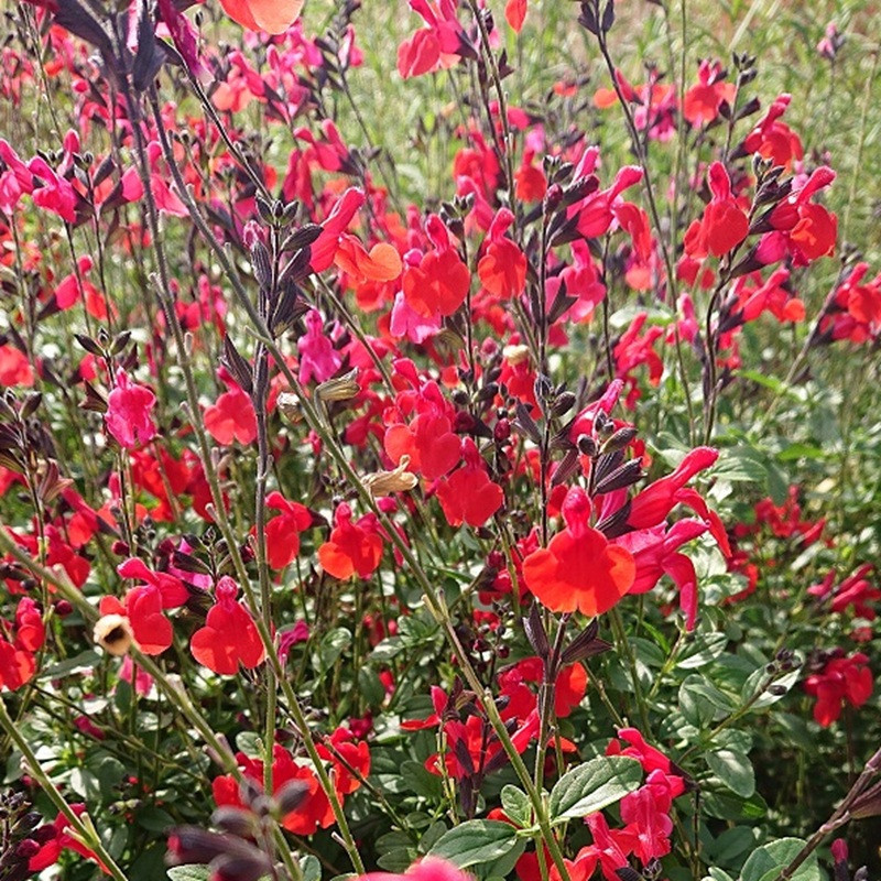 SALVIA microphylla Royal bumble SALVIA microphylla Royal bumble