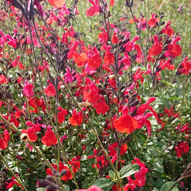 SALVIA microphylla Royal bumble