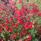 SALVIA microphylla Royal bumble SALVIA microphylla Royal bumble