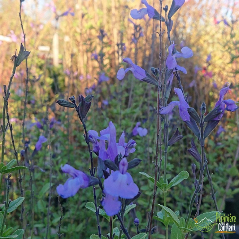 SALVIA grahami So cool pale blue