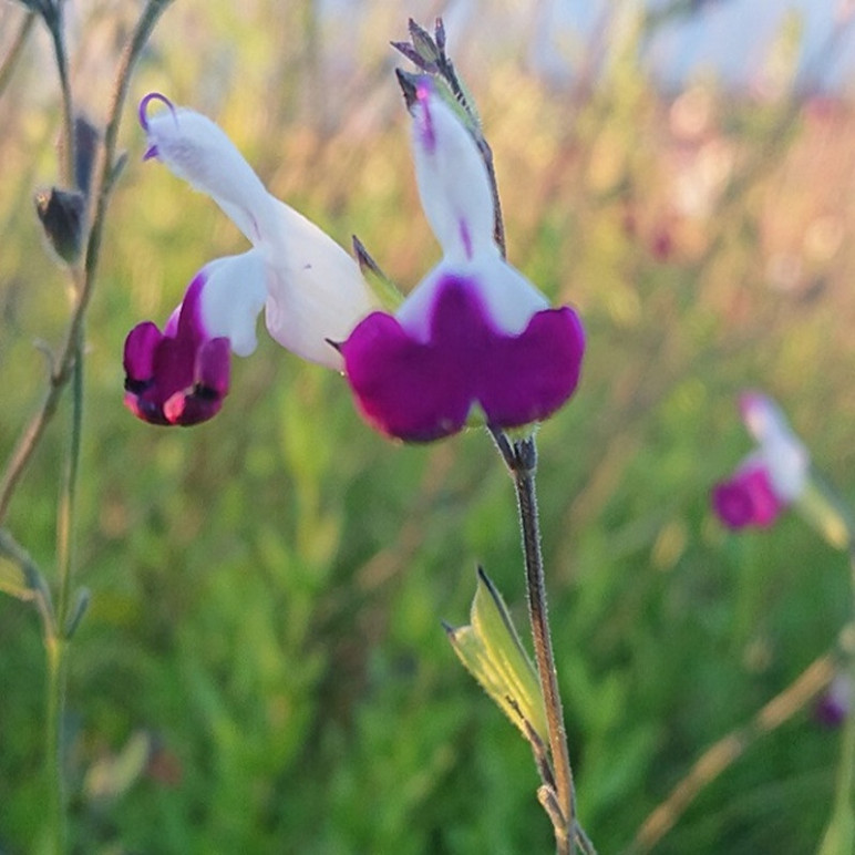 SALVIA microphylla Amethyst lips