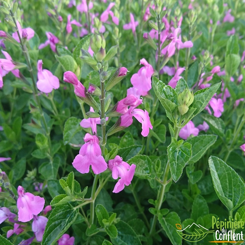 SALVIA x jamensis Trenance