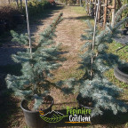 PICEA pungens Koster