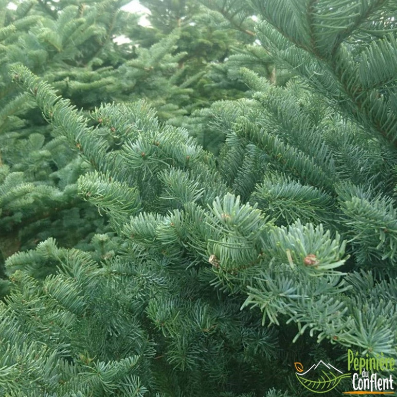 SAPIN NO&Euml;L nobilis D50 (blanc)