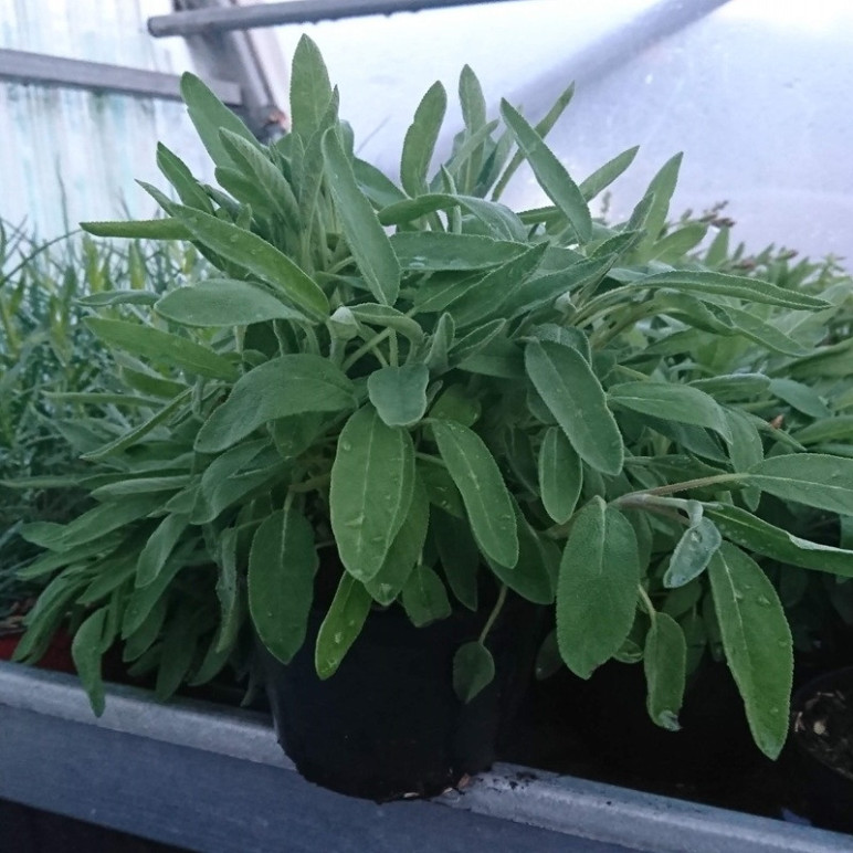 SALVIA officinale (sauge)