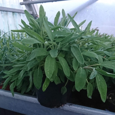 SALVIA officinale (sauge)