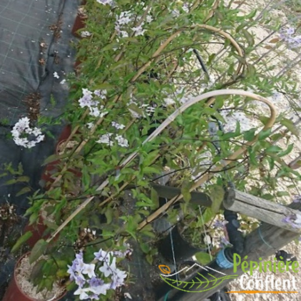 SOLANUM jasminoides Bleu