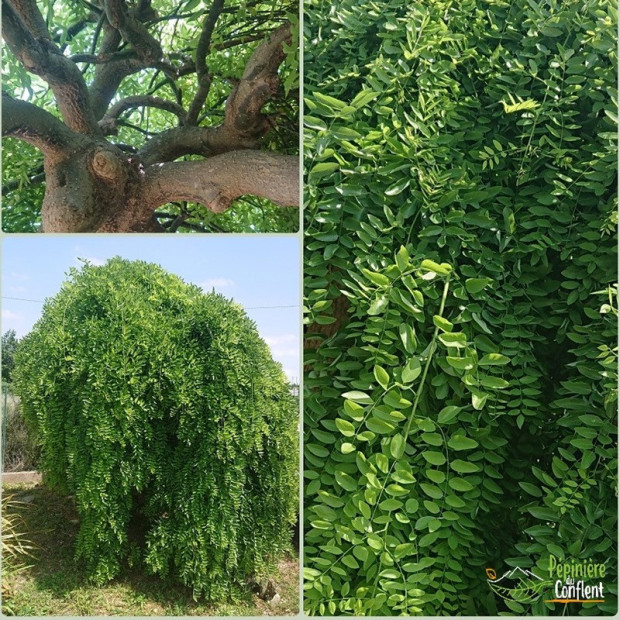 SOPHORA japonica Pendula