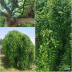 SOPHORA japonica Pendula SOPHORA japonica Pendula