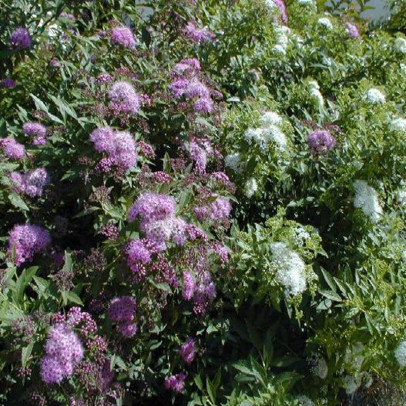 SPIRAEA japonica Shirobana