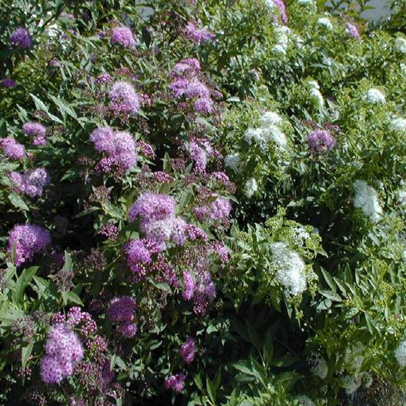 SPIRAEA japonica Shirobana SPIRAEA japonica Shirobana