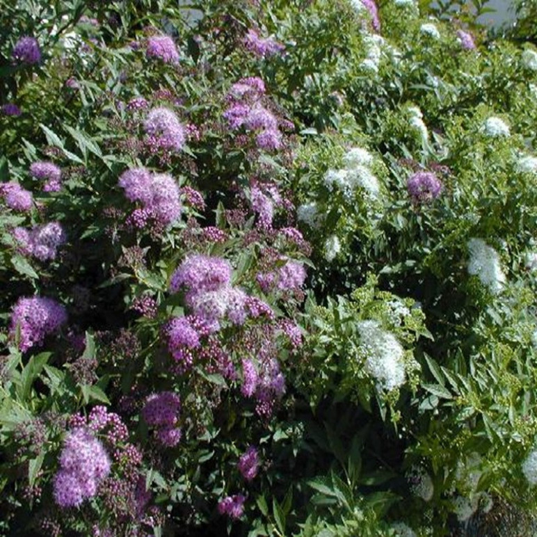 SPIRAEA japonica Shirobana