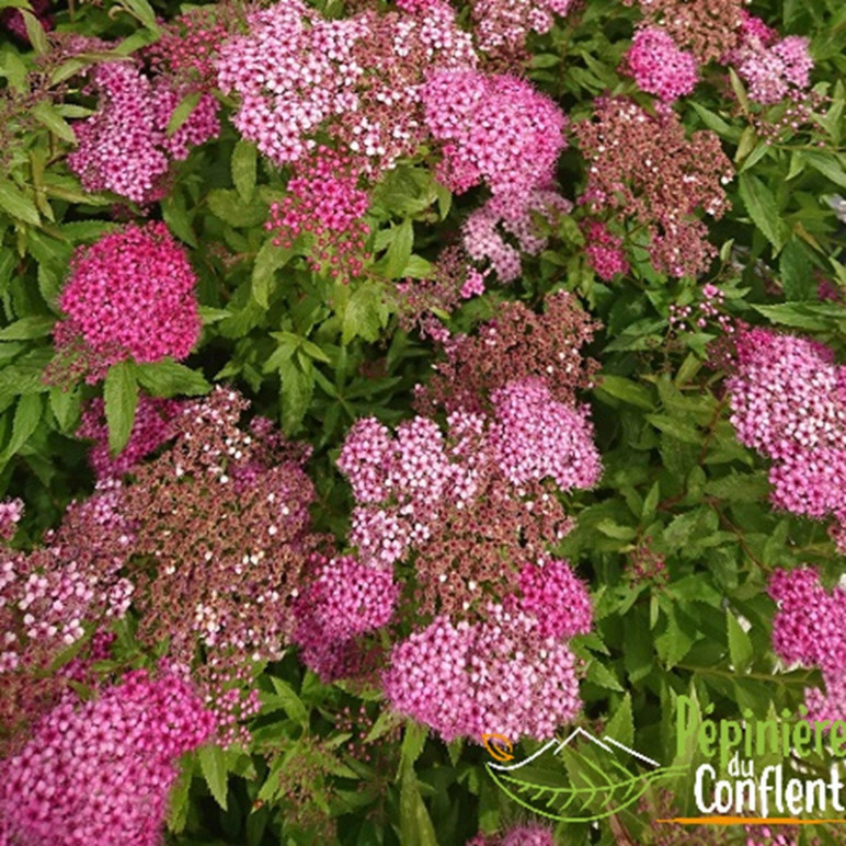 SPIRAEA japonica Anthony waterer