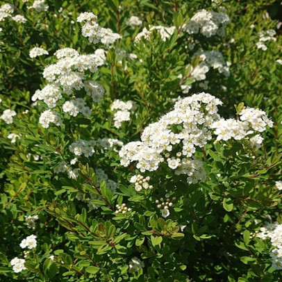 SPIRAEA nipponica Snowmound