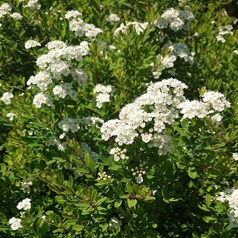 SPIRAEA nipponica Snowmound