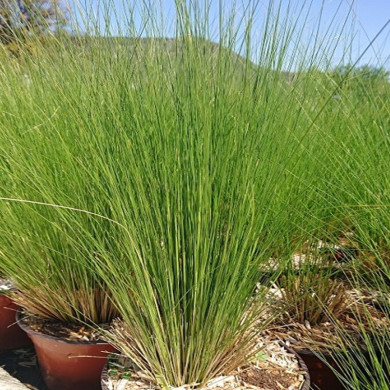 STIPA tenuifolia