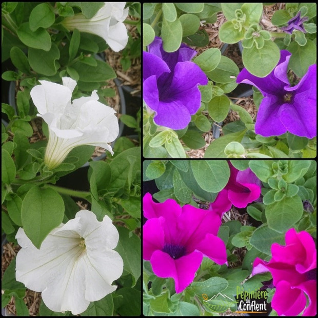 PETUNIA / SURFINIA  Vari&eacute;s