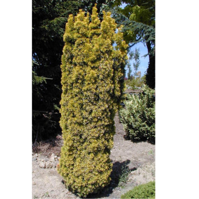 TAXUS baccata Fastigiata aurea