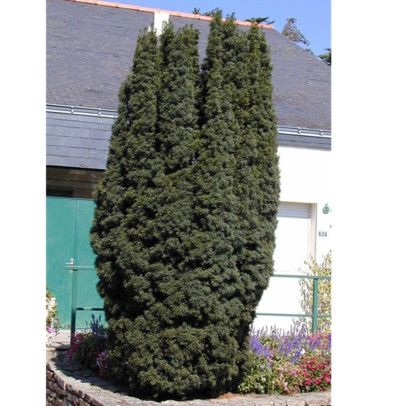 TAXUS baccata Fastigiata robusta