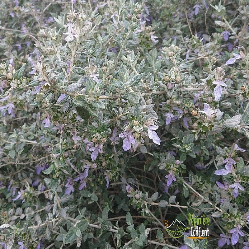 TEUCRIUM fruticans TEUCRIUM fruticans