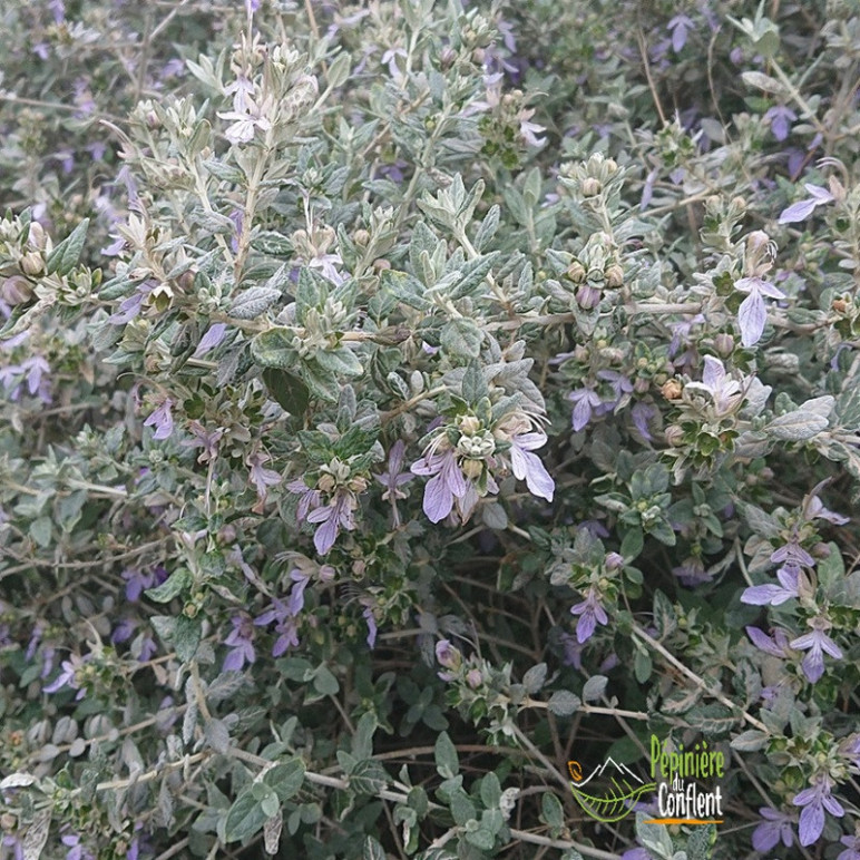 TEUCRIUM fruticans