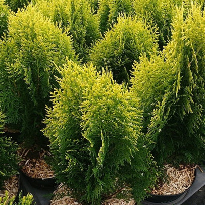 THUJA orientalis Aurea nana