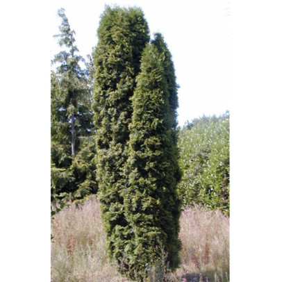 THUJA occidentalis Emeraude
