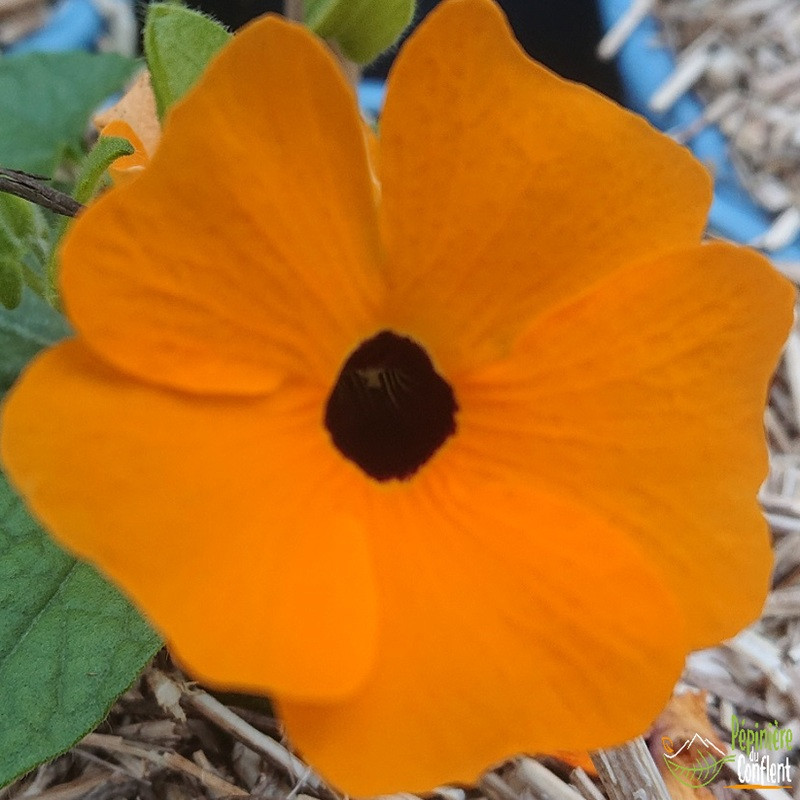 THUNBERGIA alata Orange beauty (suzanne) THUNBERGIA alata Orange beauty (suzanne)