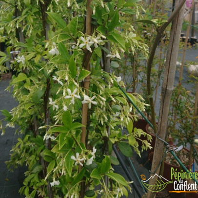TRACHELOSPERMUM jasminoides