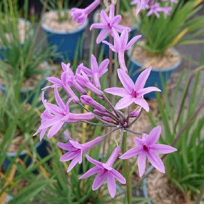 TULBAGHIA violacea
