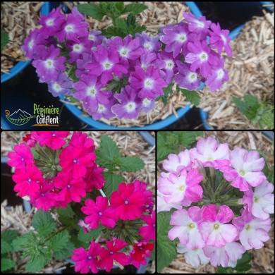 VERVEINE A FLEURS  Vari&eacute;es