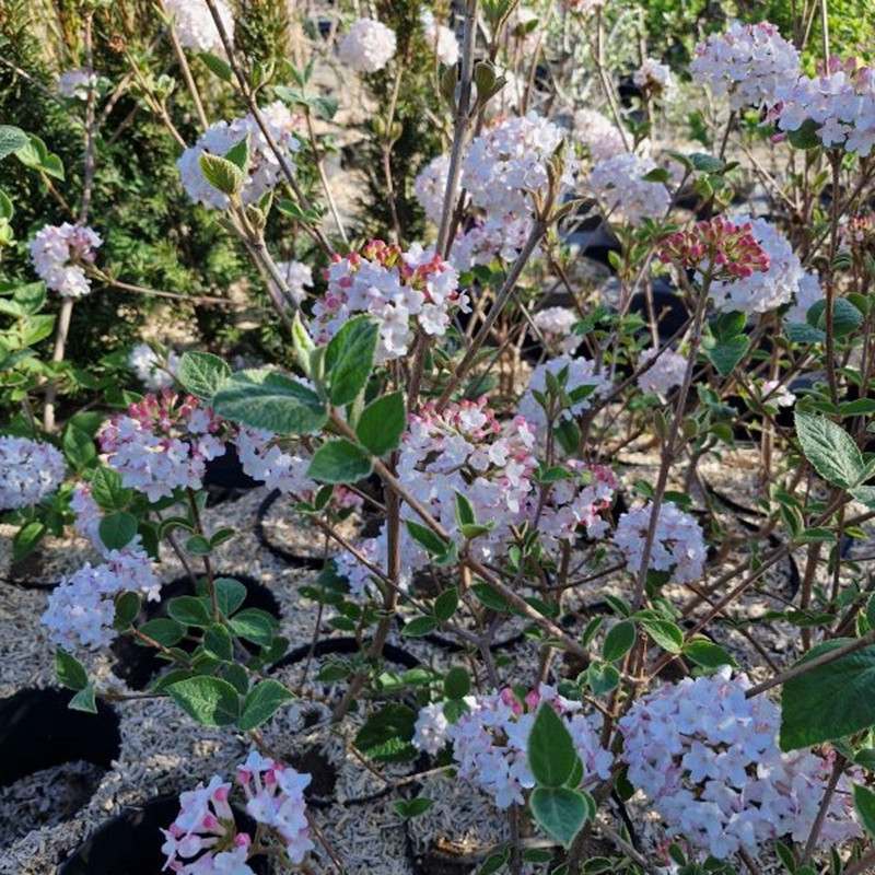 VIBURNUM carlesii Aurora