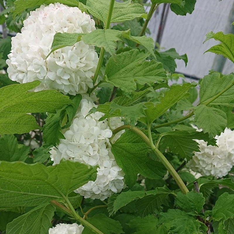 VIBURNUM opulus Roseum VIBURNUM opulus Roseum