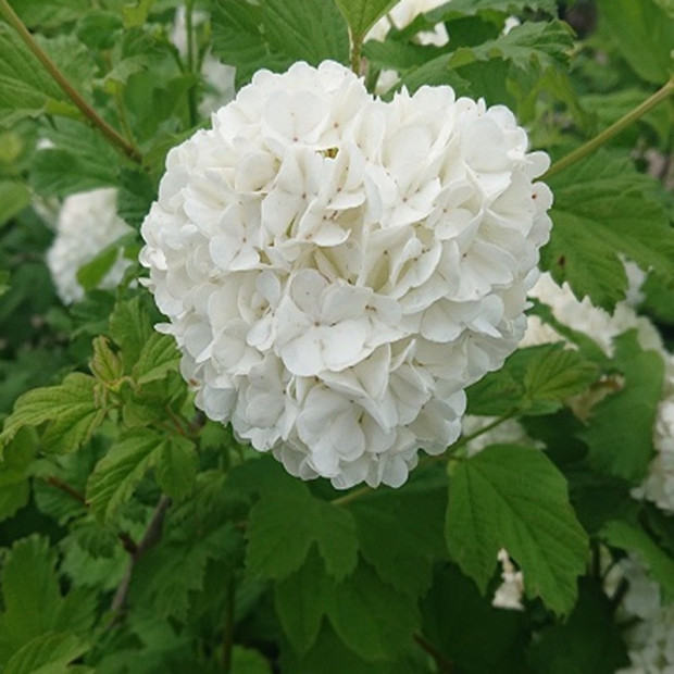 VIBURNUM opulus Roseum